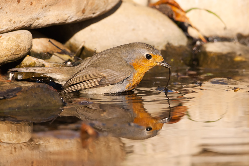 Pettirosso -Erithacus rubecula